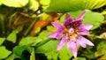 Close up and blur background honey bee flying and bees collecting pollen in deep of colorful blooming purple water lily The view Royalty Free Stock Photo