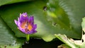 Close up and blur background honey bee flying and bees collecting pollen in deep of colorful blooming purple water lily The view Royalty Free Stock Photo