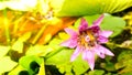 Close up and blur background morning tone honey bee flying and bees collecting pollen in deep of colorful blooming purple water li Royalty Free Stock Photo