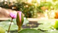 Close up and blur background morning tone honey bee flying and bees collecting pollen in deep of colorful blooming purple water li Royalty Free Stock Photo