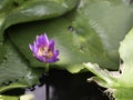 Close up and blur background morning tone honey bee flying and bees collecting pollen in deep of colorful blooming purple water li Royalty Free Stock Photo