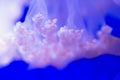 Close-up blured background of pink jellyfish tentacles in an aquarium. light airy sea background