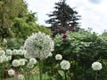 A close up with a blurred background of several white flowers called `Allium Mount Everest`