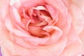 Close-up blurred of Delicate pink rose. Unfocused blur rose petals, can use as wedding background