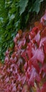 Close-up blurred diagonal ivy branches,lush foliage in red burgundy and deep green,carved leaves,curling on stone wall Royalty Free Stock Photo