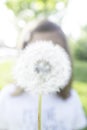 Close-up of a Blurred fluffy dandelion - Little girl with white ripe dandelion with seeds - Conceptual green blurred image with