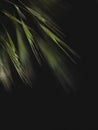 Close up blurred green wheat ears hanging out left corner like swaying in wind,black backdrop,vertical banner,copy space