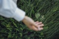 Close up of a blurred hand of the woman touching the grass, feeling nature Royalty Free Stock Photo