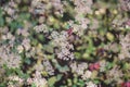 Close up blurred image of hoya memoria flowers