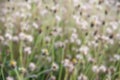 close up blurred photo of wild grass flowers, beautiful. selective focus.