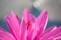 red lotus flower and morning sunshine Royalty Free Stock Photo