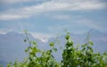 Close up of blurry green leaves from vineyard and mountains with snowy peaks in the background. Uco Valley, Mendoza, Argentina Royalty Free Stock Photo