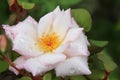 Close up of Blush Pink Rose with Water Droplets Royalty Free Stock Photo