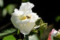 Close-Up of Blushing Hibiscus in Full Bloom Beautiful Bee Royalty Free Stock Photo