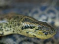 The Close up boa anaconda snake`s head, is is a non-venomous boa species found in South America.