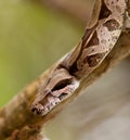 Close-up of a Boa Constrictor Royalty Free Stock Photo