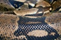Close up of Boa constrictor also called the red-tailed boa or the common boa Royalty Free Stock Photo