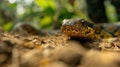 A Close up of a Boa Constrictor Royalty Free Stock Photo