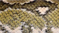Close-up of Boa manditra snake skin, Sanzinia madagascariensis Royalty Free Stock Photo