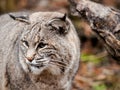 Close-up bobcat Lynx rufus climbing on a log with forest background Royalty Free Stock Photo