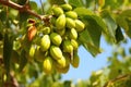 Close-Up of Bodhi Tree Fruits.