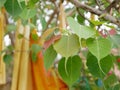 Bodhi tree`s leafs with blurry Buddhist monks` robes in the background Royalty Free Stock Photo