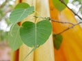 Bodhi tree`s leafs with blurry Buddhist monks` robes in the background Royalty Free Stock Photo
