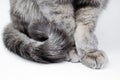 Close up of the body of a gray furry tabby cat - paws with claws and tail on a white background Royalty Free Stock Photo