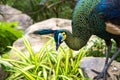 Close up body and head of beautiful peacock with stones Royalty Free Stock Photo