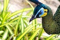 Close up body and head of beautiful peacock with stones Royalty Free Stock Photo