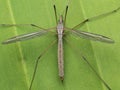 P9280158 Close-up of European crane fly, Tipula paludosa, cECP 2023