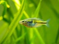 Close up of a Boeseman`s rainbowfish Melanotaenia boesemani isolated on a fish tank with blurred background Royalty Free Stock Photo