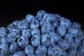 Close up of Bog bilberry, bog blueberry, northern bilberry or western blueberry Vaccinium uliginosum on black background