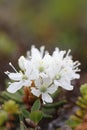 Close-up of Bog Labrador Tea flower, Rhododendron groenlandicum Royalty Free Stock Photo