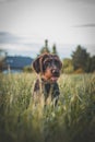 Close-up of a Bohemian wirehaired pointing griffon dog resting and sitting in tall grass and licking his muzzle. Comical Royalty Free Stock Photo