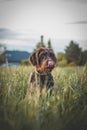 Close-up of a Bohemian wirehaired pointing griffon dog resting and sitting in tall grass and licking his muzzle. Comical