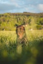 Close-up of a Bohemian wirehaired pointing griffon dog sitting in a field and you can see the joy and excitement of the movement