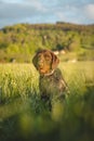 Close-up of a Bohemian wirehaired pointing griffon dog sitting in a field and you can see the joy and excitement of the movement