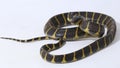 Boiga dendrophila, commonly called the mangrove snake or gold-ringed cat snake on white background