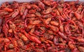 close up boiled crawfish, fresh crawfish boil, red crawfish Royalty Free Stock Photo