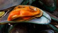 Close-up boiled mussels seafood, samui thailand