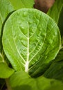 Close-up of a bok-choy leaf