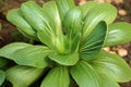 Close up of bok choy leaves