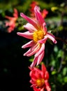 A close up bold flower in bright colours reaching to the sun