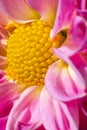 A close up bold flower in bright colours showing the golden ratio spiral