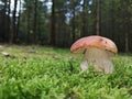 Close up of Boletus aestivalis, mushroom in moss with forest background, copy space