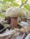 Close up of Boletus Calopus Royalty Free Stock Photo