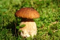 A close up of boletus edulis (cep, penny bun, porcino, porcini, king bolete) growing in the moss in forest Royalty Free Stock Photo