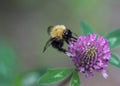 Bombus pascuorum bumblebee, the common carder bee on flower