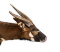 Close up of, Bongo, antelope, Tragelaphus eurycerus Royalty Free Stock Photo